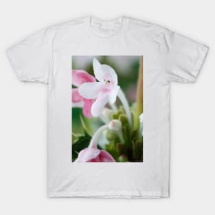 Morina longifolia  Long-leaved whorlflower T-Shirt